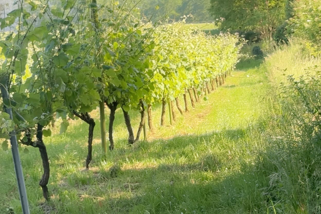 Viñedo de Viña Carmina en Cantabria